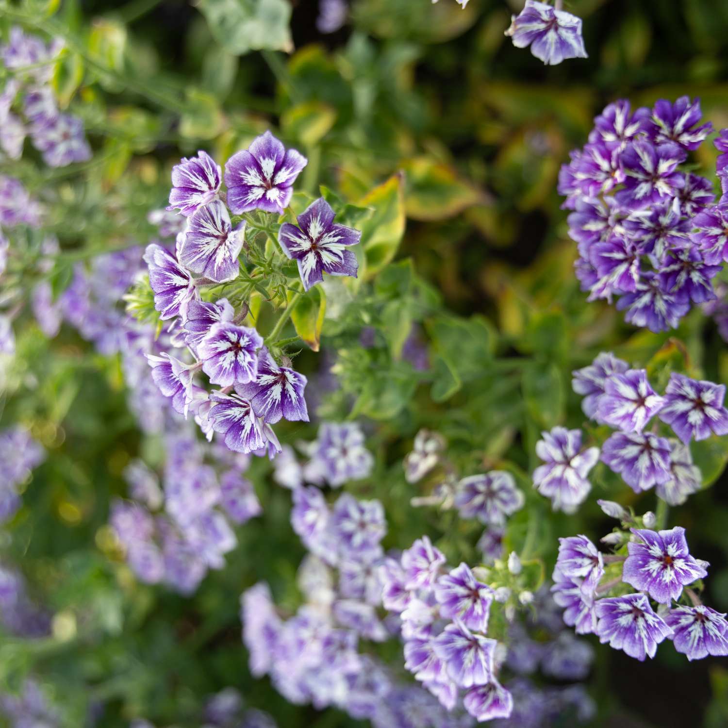 Phlox de Drummond 'Sugar Stars' (graines)